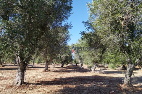 Landejendom i Ostuni, Brindisi, Ostuni - € 90.000 | Ref: 172622 - foto 18